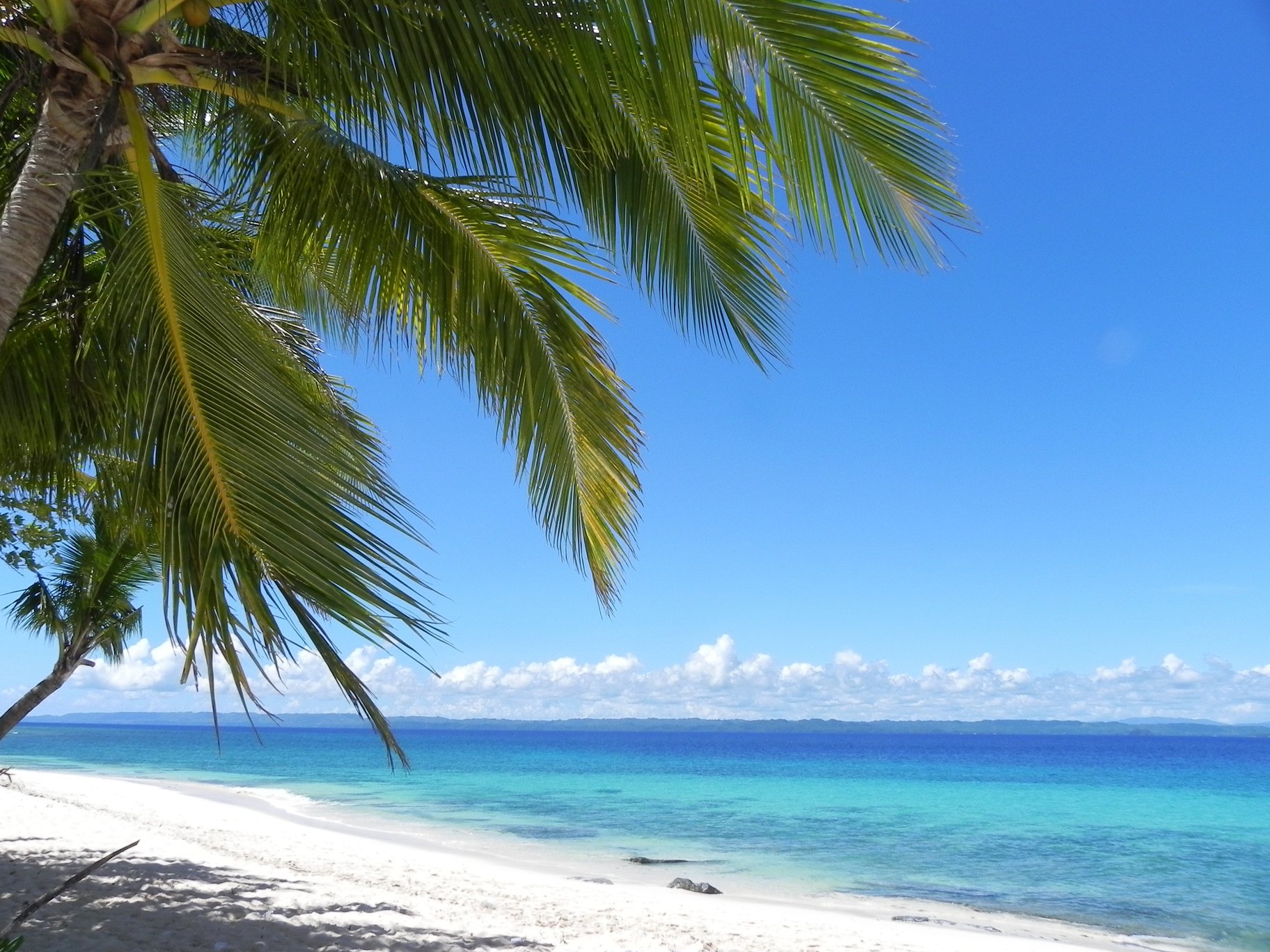 Palm Tree on an Island